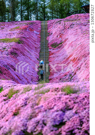 ピンク色に染まる丘と東藻琴芝桜公園の風景 130672827