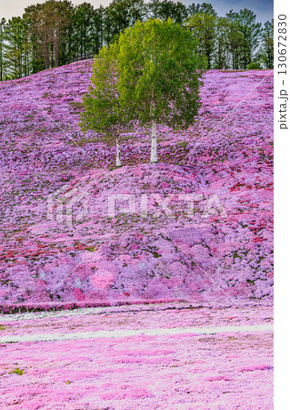 ピンクの絨毯に立つ白樺の木 ― 東藻琴芝桜公園 130672830