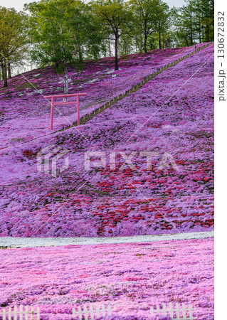 東藻琴芝桜公園の鳥居と花咲く丘 130672832