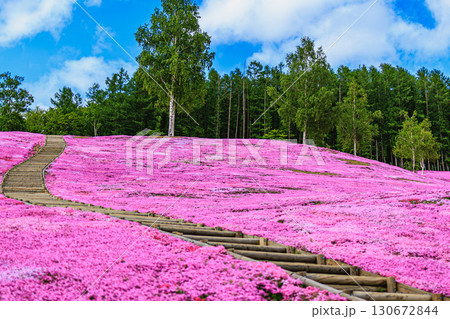 広大な芝桜のじゅうたんと木の遊歩道(滝上公園) 広大な芝桜のじゅうたんと木の遊歩道(滝上公園) 130672844