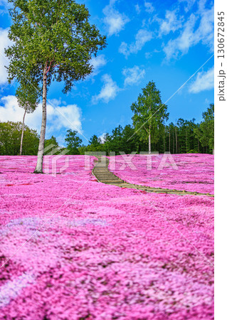 ピンクの花景色が広がる芝ざくら滝上公園 ピンクの花景色が広がる芝ざくら滝上公園 130672845