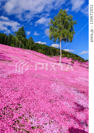 春の彩り・芝桜の丘 130672852