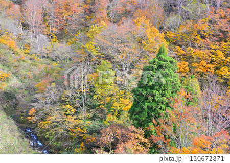 山の紅葉　沢　秋風景　国道353号線からの眺め　新潟県十日町市　 130672871