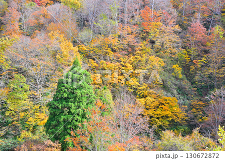 山の紅葉　秋風景　国道353号線からの眺め　新潟県十日町市　 130672872