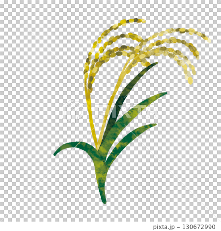 Rice field 130672990