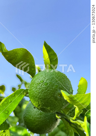 カボス カボス 130673024