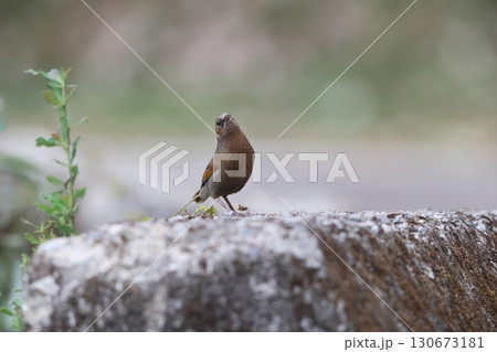 ムナフガビチョウ Trochalopteron lineatum 130673181