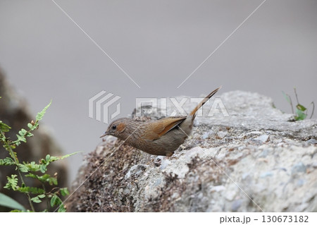 ムナフガビチョウ Trochalopteron lineatum 130673182