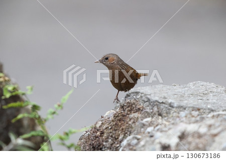 ムナフガビチョウ Trochalopteron lineatum 130673186