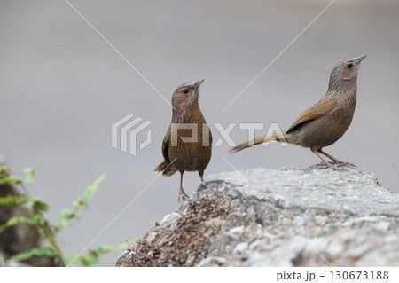 ムナフガビチョウ Trochalopteron lineatum 130673188