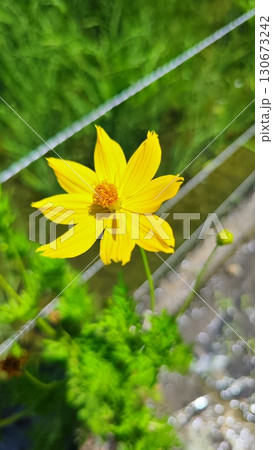 夏を抱きしめる花畑 洲原ひまわりの里 夏を抱きしめる花畑 洲原ひまわりの里 130673242