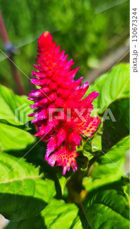 夏を抱きしめる花畑 洲原ひまわりの里 夏を抱きしめる花畑 洲原ひまわりの里 130673244