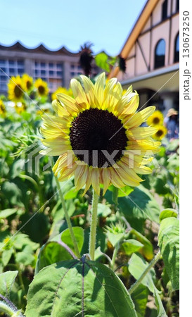 夏を抱きしめる花畑 洲原ひまわりの里 夏を抱きしめる花畑 洲原ひまわりの里 130673250