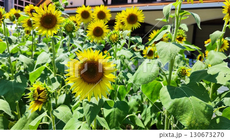 夏を抱きしめる花畑 洲原ひまわりの里 夏を抱きしめる花畑 洲原ひまわりの里 130673270