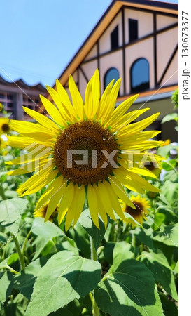 夏を抱きしめる花畑 洲原ひまわりの里 130673377