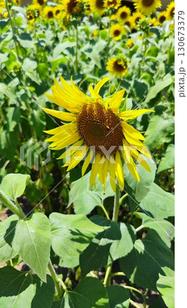 夏を抱きしめる花畑 洲原ひまわりの里 夏を抱きしめる花畑 洲原ひまわりの里 130673379