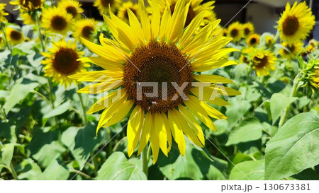 夏を抱きしめる花畑 洲原ひまわりの里 夏を抱きしめる花畑 洲原ひまわりの里 130673381