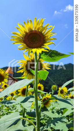 夏を抱きしめる花畑 洲原ひまわりの里 夏を抱きしめる花畑 洲原ひまわりの里 130673390