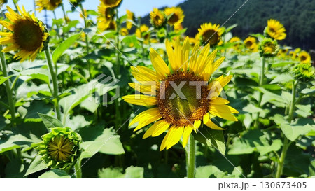 夏を抱きしめる花畑 洲原ひまわりの里 130673405