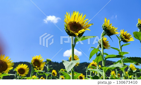 夏を抱きしめる花畑 洲原ひまわりの里 夏を抱きしめる花畑 洲原ひまわりの里 130673410