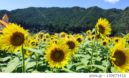 夏を抱きしめる花畑 洲原ひまわりの里 130673418