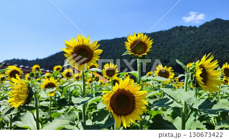 夏を抱きしめる花畑 洲原ひまわりの里 夏を抱きしめる花畑 洲原ひまわりの里 130673422