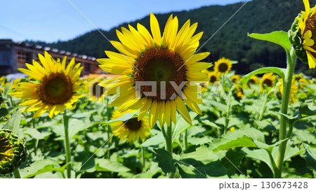 夏を抱きしめる花畑 洲原ひまわりの里 夏を抱きしめる花畑 洲原ひまわりの里 130673428