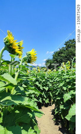 夏を抱きしめる花畑 洲原ひまわりの里 夏を抱きしめる花畑 洲原ひまわりの里 130673429