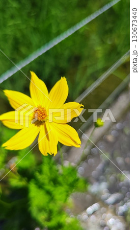 夏を抱きしめる花畑 洲原ひまわりの里 夏を抱きしめる花畑 洲原ひまわりの里 130673440