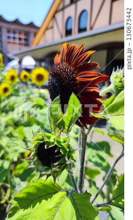 夏を抱きしめる花畑 洲原ひまわりの里 夏を抱きしめる花畑 洲原ひまわりの里 130673442