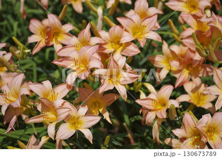 ピンク色のデイリリー（ヘメロカリス）が咲いています。このデイリリーの名前はタムリンです。 130673789