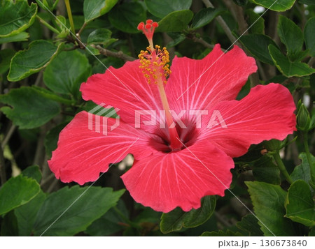 ハイビスカス 04 200705 130673840