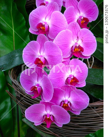 胡蝶蘭 200705 130673876