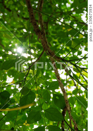 leaves view from below 130673934
