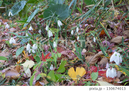 落ち葉に群生するスノードロップ 130674013