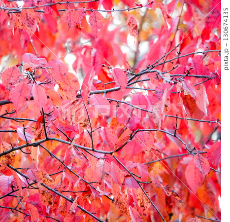 晩秋の北海道で真っ赤に色づいた桜の葉 晩秋の北海道で真っ赤に色づいた桜の葉 130674135
