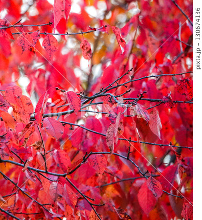 晩秋の北海道で真っ赤に色づいた桜の葉 130674136