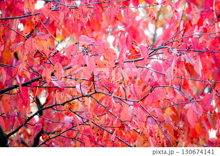 晩秋の北海道で真っ赤に色づいた桜の葉 晩秋の北海道で真っ赤に色づいた桜の葉 130674141