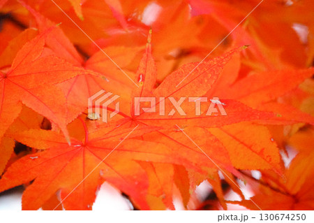 色づいた秋の紅葉アップ 色づいた秋の紅葉アップ 130674250
