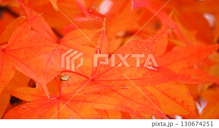色づいた秋の紅葉アップ 色づいた秋の紅葉アップ 130674251