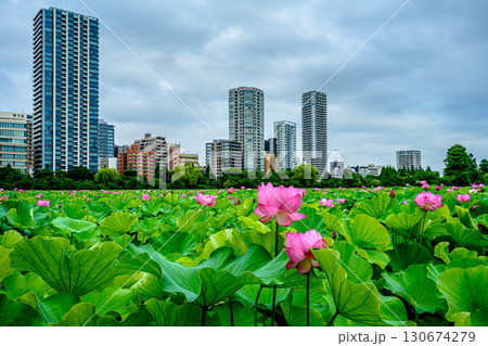 蓮（上野恩賜公園・不忍池） 130674279