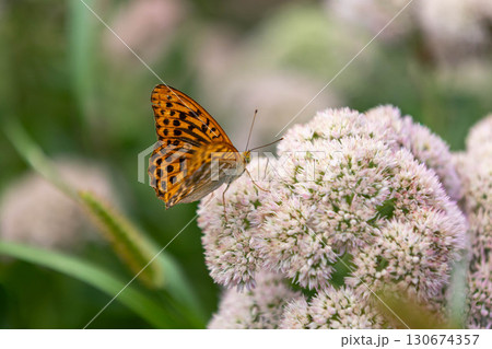 花にとまるヒョウモンチョウ 130674357