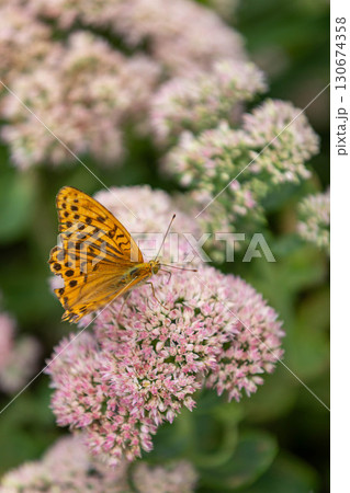 花にとまるヒョウモンチョウ 130674358