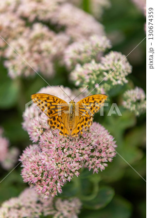 花にとまるヒョウモンチョウ 花にとまるヒョウモンチョウ 130674359