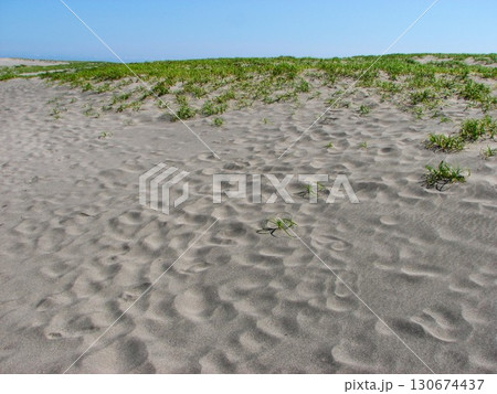 中田島砂丘 04 200706 中田島砂丘 04 200706 130674437