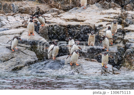 Gentoo Penguins in the snow Gentoo Penguins in the snow 130675113