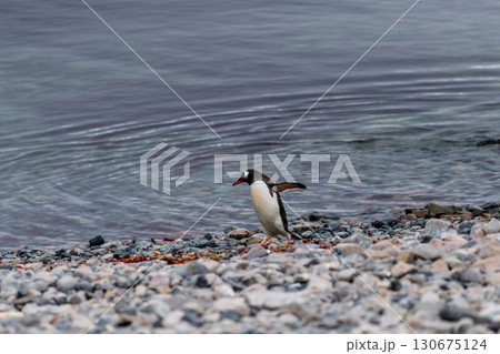 Gentoo Penguin colony on Cuverville island 130675124