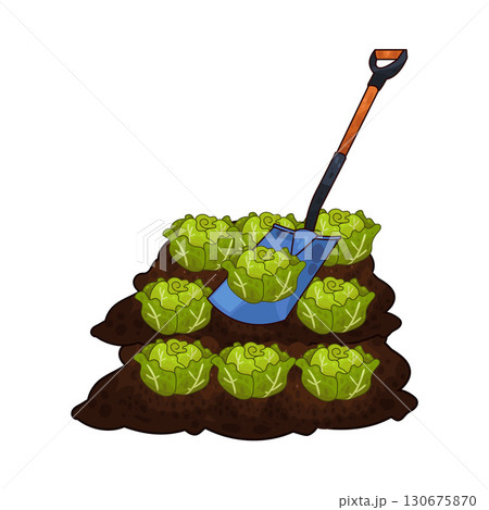 illustration of shovel digging cabbage illustration of shovel digging cabbage 130675870