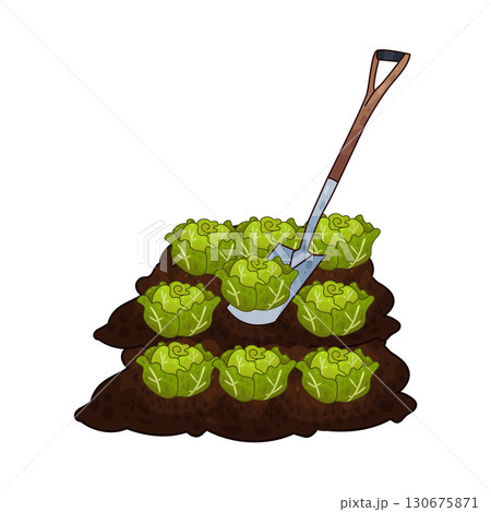 illustration of shovel digging cabbage illustration of shovel digging cabbage 130675871
