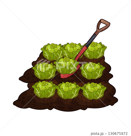 illustration of shovel digging cabbage illustration of shovel digging cabbage 130675872
